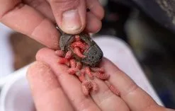 Preston Icm Maggot Feeder -Hengels Verkoop preston icm maggot feeder 2