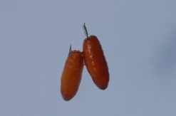 Spro Gamakatsu Onderlijnen Bkd-1810b Brasem Feeder 5 Spro Gamakatsu Onderlijnen Bkd-1810b Brasem Feeder -Hengels Verkoop spro gamakatsu onderlijnen bkd 1810b brasem feeder 2